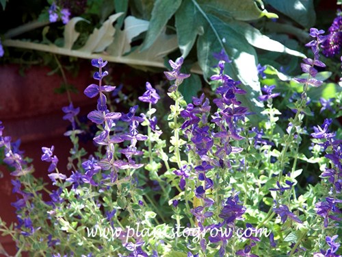Salvia Blue Denim (Salvia viridis)
The colorful bracts are the main feature of this plant.